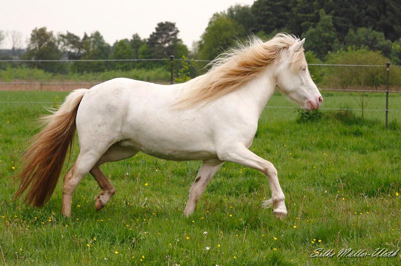 _MG_2988 a.JPG - Enya von Heidmoor